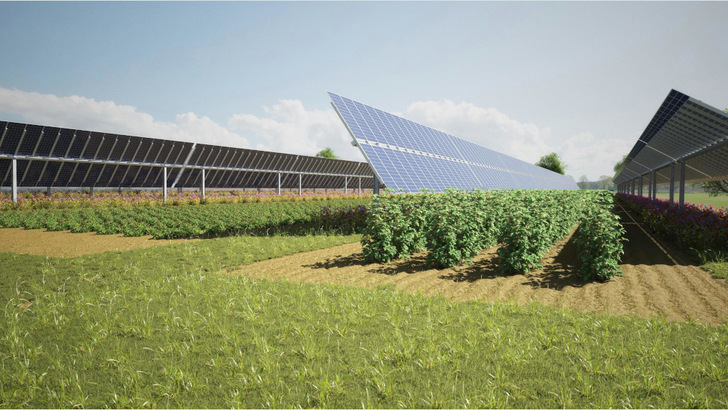 So wird auch die Agriphotovoltaikanlage in der Nähe von Berlin aussehen, die Elysium Solar mit Finanzierung der Commerzbank baut. - © Elysium Solar

