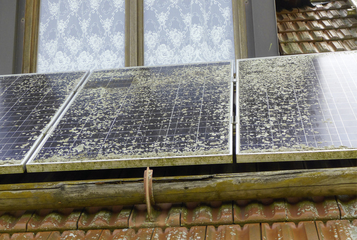Der Ertrag dieser Solarmodule ist deutlich eingebrochen. Die großflächige Ansiedlung von Flechten blockiert die Zellen.