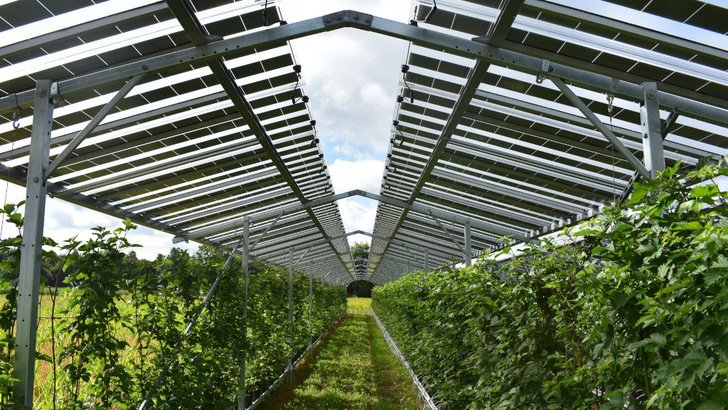 Das Solarfeld in den Niederlanden überspannt Beerenkulturen. - © Baywa r.e.
