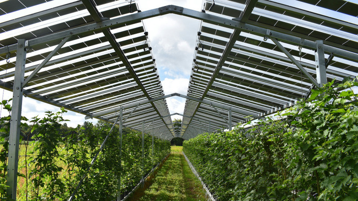 Das Solarfeld in den Niederlanden überspannt Beerenkulturen.