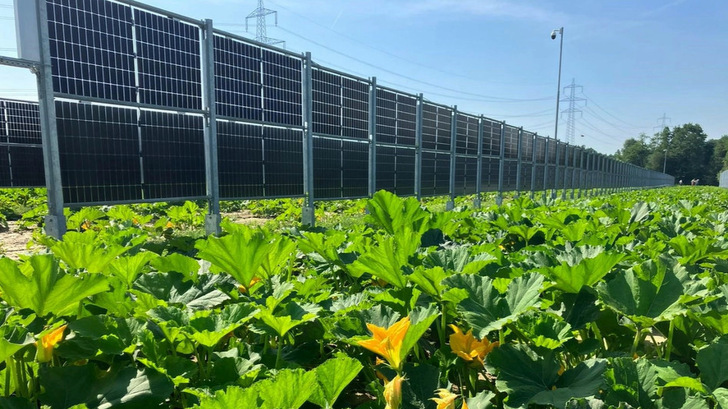 Die Agri-PV-Anlage steht auf einem Kürbisfeld. - © Next2Sun
