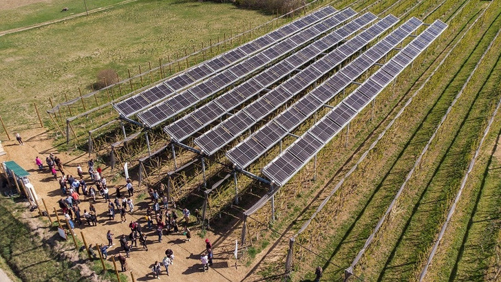 Ombrea hat in Frankreich schon einige Agri-PV-Projekte umgesetzt, wie diese solare Überdachung von Pflaumenbäumen. - © Ombrea

