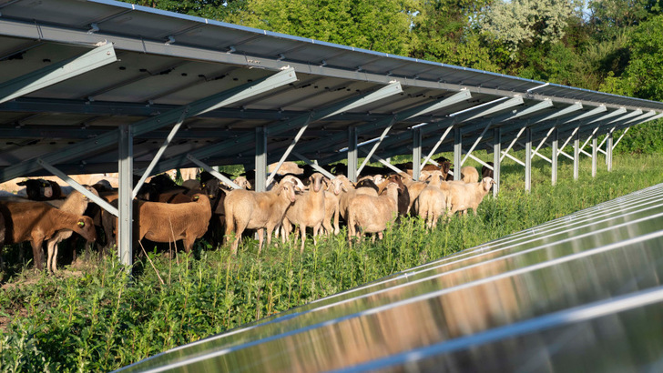 Unter den Modulen des bestehenden Solarparks weiden Schafe. Jetzt kommen weitere Module hinzu.