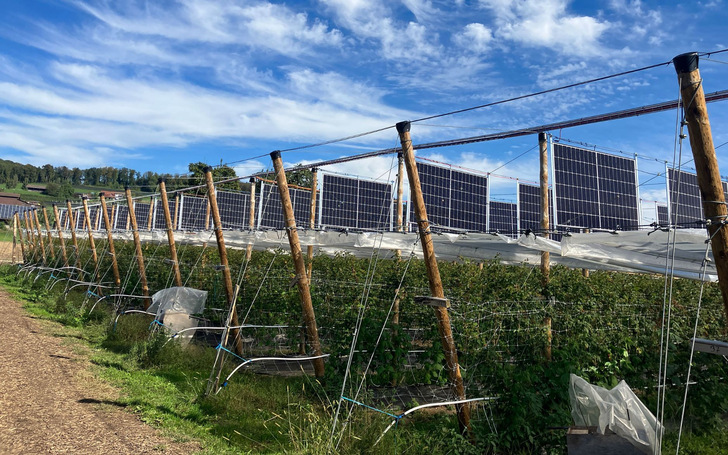 Vertikale Solarmodule auf einem Himbeerfeld in der Schweiz – das soll es bald öfter geben. - © Bioschmid
