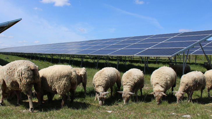 Die Weidenutzung der Solarflächen ist Teil des Konzepts, um die Brachen zu beleben.