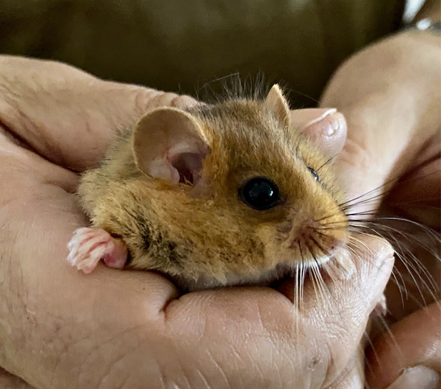 Aufwendige Naturschutzprojekte laufen im Energiepark: Ein Beispiel ist die gefährdete Haselmaus, deren Bestand erfasst und durch Pflege gefördert wird.