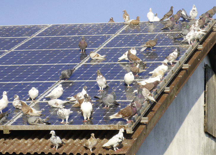 Solche Bilder sind vor allem im städtischen Bereich nicht selten.