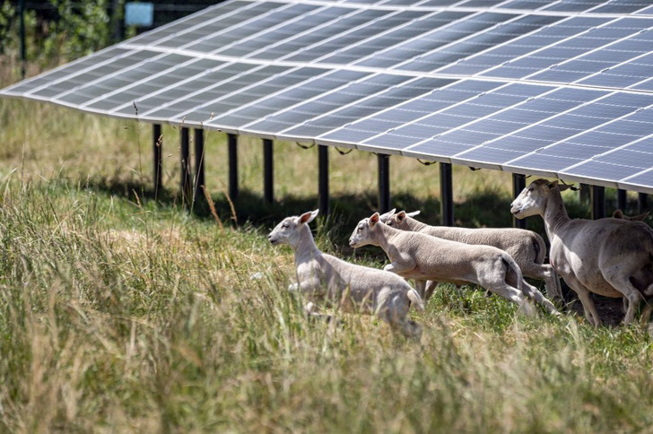 Der Solarpark in Zwiefaltendorf nutzt Schafe zur Rasenpflege.