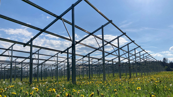 Die Aufständerung der Module ist so hoch, dass auch bequem die Kühe von Landwirt Gerhard Metz darunterpassen.