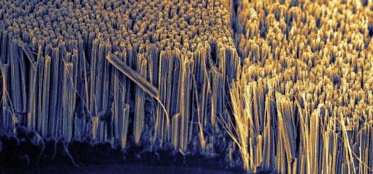 Wie ein Teppich wachsen die Nanoröhrchen auf der Oberfläche der Solarzelle. Sie sind eine ideale Lichtfalle. Die Reflexionsverluste sinken erheblich. Gut 90 Prozent des Sonnenlichts werden eingefangen.