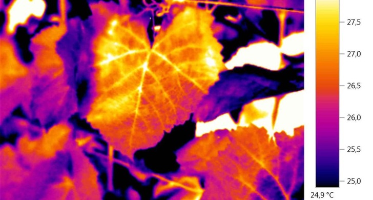 Titelbild: Tag der Thermografie auf dem Weingut Schloss Wackerbarth. - © Testo
 Titelbild: Tag der Thermografie auf dem Weingut Schloss Wackerbarth.
