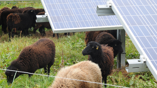 Wie im Jura-Solarpark sollen auch in La Boverie Schafe unter den Modulen grasen. - © IBC Solar
