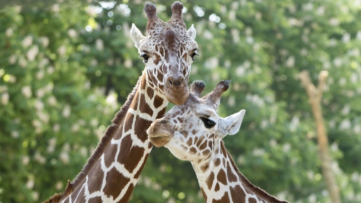 Die beiden Netzgiraffen Sofie und Fleur sind Halbschwestern. Eigentlich sind sie im Nordosten Kenias zu Hause. - © Tiergarten Schönbrunn, Daniel Zupanc
