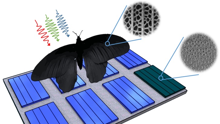 Nanostrukturen auf dem Flügel übertragen und steigern deren Absorptionsraten um bis zu 200 Prozent. - © Grafik: Siddique, KIT/CalTech
