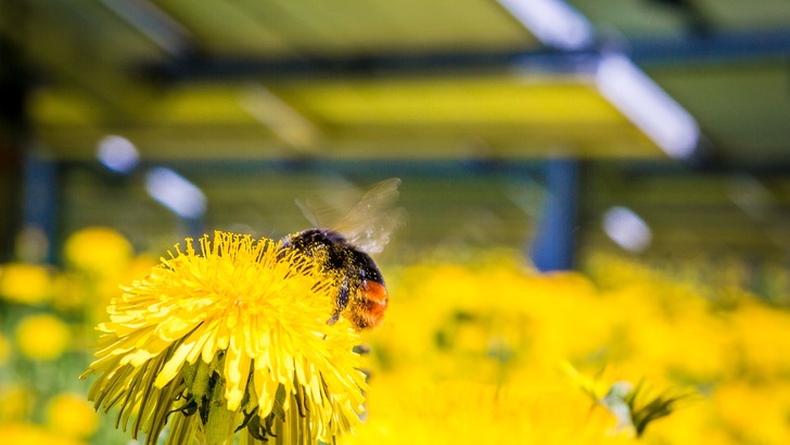 Für Bienen sind Solarparks ein geschützter Lebensraum.