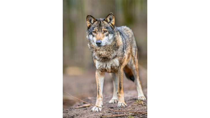 Mittlerweile leben 73 Wolfsrudel in Deutschland. - © GettyImages/CreativeNature_nl
