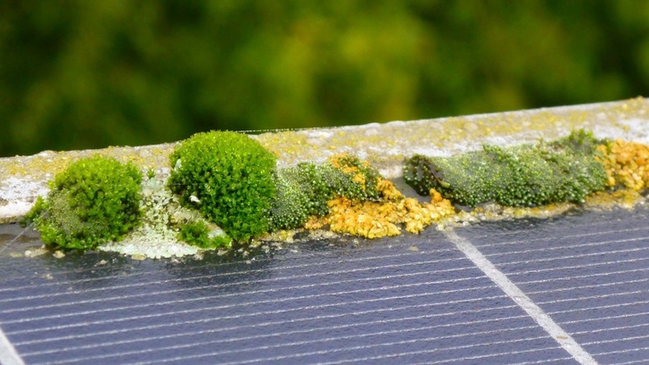 Die Gewächse setzen sich vor allem im Rahmenschlitz fest. - © Ökologische Solarreinigung
