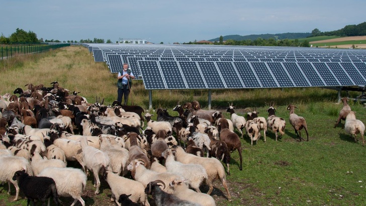 Schafe halten den Bewuchs in Solarparks kurz.