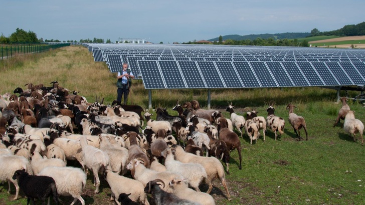 Schafe halten den Bewuchs in Solarparks kurz. - © Johann Glossner
