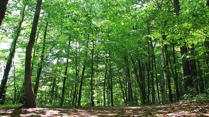 Unsere Lebensgrundlagen zu schützen, ist auch Aufgabe der Politik.