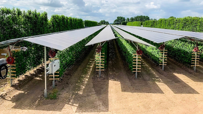 Echte Doppelnutzung: Diese Himbeerpflanzen standen früher unter Folientunneln. Jetzt übernehmen Solarmodule den Sonnenschutz und erzeugen gleichzeitig sauberen Strom.