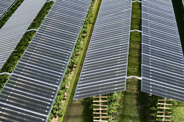Ausgezeichnetes Projekt: Himbeerfarm mit Fruit-PV von Baywa r.e.