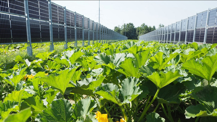  Nur wenn zwischen oder unter den Modulen landwirtschaftliche Nutzung stattfindet, soll eine Anlage zur Agriphotovoltaik werden.