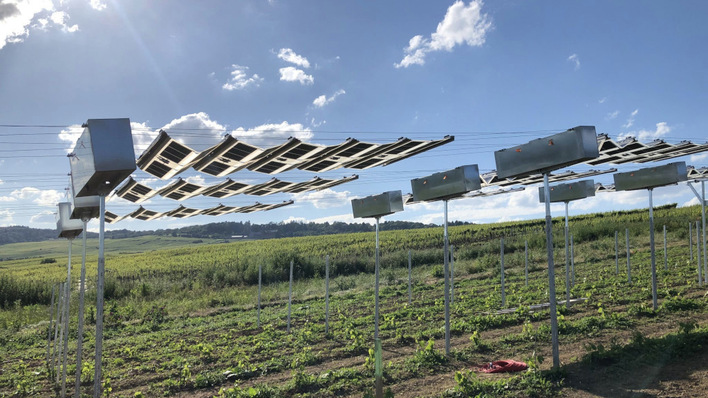Die Module schützen die jungen Weinstöcke vor zu viel Sonne und Trockenheit. Bei Wind fahren sie ins Schutzgehäuse.