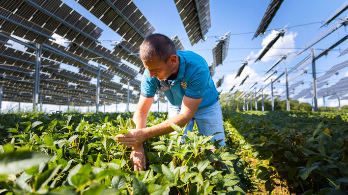 Landwirt Sylvain Raison ist zufrieden mit den Erträgen der Sojabohnen, die er unter den Solarmodulen angebaut hat.