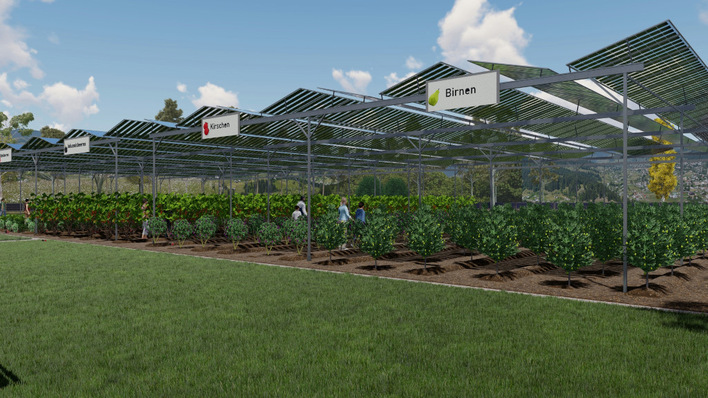 Die Agri-PV-Anlagen schützen die Pflanzen vor heftigen Wetterereignissen. Dies stabilisiert die landwirtschaftlichen Erträge.