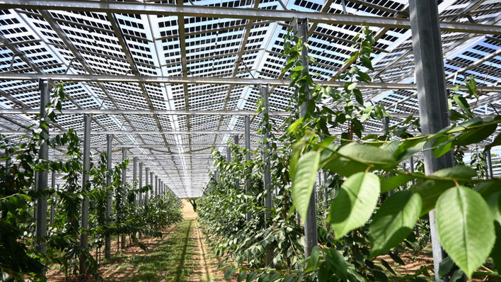 Wenn die Solaranlage die ausreichende Menge Licht im richtigen Spektrum für die Pflanzen lässt, kann der Stromertrag steigen, ohne dass das Pflanzenwachstum leidet.